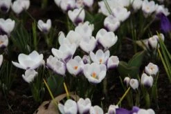 Krokus (Crocus Chrysanthus 'Prins Claus')