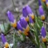 Krokus (Crocus Sieberi Subsp. Sublimis 'Tricolor') -Tuinplanten Winkel crocus sieberi tricolor 2