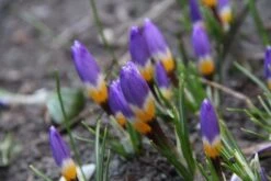 Krokus (Crocus Sieberi Subsp. Sublimis 'Tricolor')