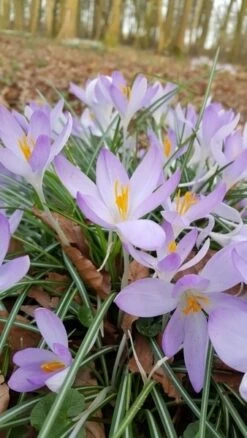 Krokus (Crocus Tommasinianus)