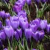 Krokus (Crocus Vernus 'Flower Record') -Tuinplanten Winkel crocus vernus flower record 1