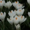 Krokus (Crocus Vernus 'Jeanne D'Arc') -Tuinplanten Winkel crocus vernus jeannedarc