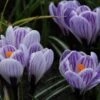 Krokus (Crocus Vernus 'Striped Beauty') -Tuinplanten Winkel crocus vernus striped beauty 1
