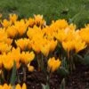 Krokus (Crocus Flavus 'Golden Yellow') -Tuinplanten Winkel crocus vernus yellow mammouth 1