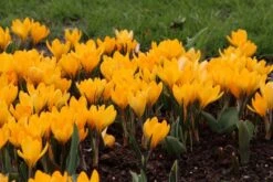 Krokus (Crocus Flavus 'Golden Yellow')