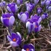 Krokus (Crocus Vernus 'Whale Shark') -Tuinplanten Winkel crocus whale shark