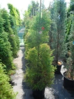 Sikkelden (Cryptomeria Japonica 'Elegans') 20 Sikkelden (Cryptomeria Japonica 'Elegans') -Tuinplanten Winkel cryptomeria japonica elegans 125 150 175 1