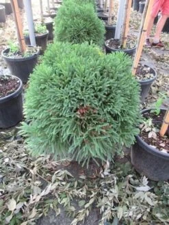 Sikkelden (Cryptomeria Japonica 'Globosa Nana') -Tuinplanten Winkel cryptomeria japonica globosa nana