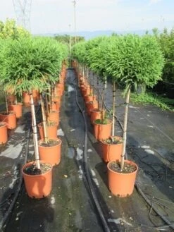 Sikkelden Op Stam (Cryptomeria Japonica 'Globosa Nana') 11 Sikkelden Op Stam (Cryptomeria Japonica 'Globosa Nana') -Tuinplanten Winkel cryptomeria japonica globosa nana 100 cm stam
