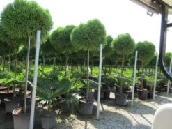 Sikkelden Op Stam (Cryptomeria Japonica 'Globosa Nana') 10 Sikkelden Op Stam (Cryptomeria Japonica 'Globosa Nana') -Tuinplanten Winkel cryptomeria japonica globosa nana 2