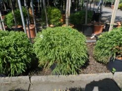 Sikkelden (Cryptomeria Japonica 'Globosa Nana') -Tuinplanten Winkel cryptomeria japonica globosa nana 30 40 50 cont