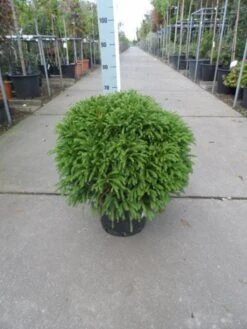Sikkelden (Cryptomeria Japonica 'Globosa Nana') -Tuinplanten Winkel cryptomeria japonica globosa nana 50 60 c20