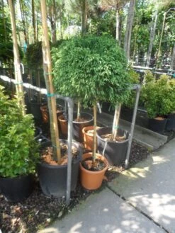 Sikkelden (Cryptomeria Japonica 'Globosa Nana') -Tuinplanten Winkel cryptomeria japonica globosa nana 80stam c20