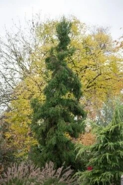 Sikkelden (Cryptomeria Japonica 'Rasen') -Tuinplanten Winkel cryptomeria japonica rasen 1