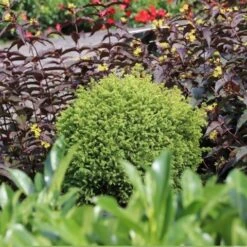 Dwergconifeer (Cryptomeria Japonica 'Vilmorin Gold') -Tuinplanten Winkel cryptomeria japonica vilmorin gold