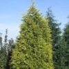 Gele Haagconifeer (Cupressocyparis Leylandii 'Gold Rider') 2 Gele Haagconifeer (Cupressocyparis Leylandii 'Gold Rider') -Tuinplanten Winkel culgride 10