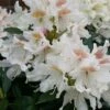 Rhododendron (Rhododendron 'Cunningham White') 1 Rhododendron (Rhododendron 'Cunningham White') -Tuinplanten Winkel cunninghamwhite01