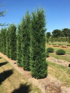 Leylandcipres (Cupressocyparis Leylandii '2001') -Tuinplanten Winkel cup leijl 2001 250300 1