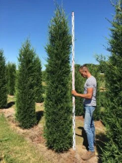 Leylandcipres (Cupressocyparis Leylandii '2001') -Tuinplanten Winkel cup leijl 2001 300350