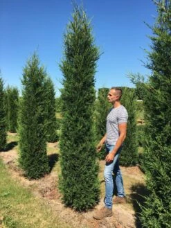 Leylandcipres (Cupressocyparis Leylandii '2001') -Tuinplanten Winkel cup leijl 2001 300350 2