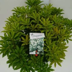 Rotsheide (Pieris Japonica 'Cupido') -Tuinplanten Winkel cupido c10 boven