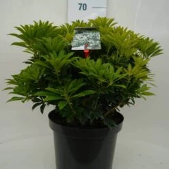Rotsheide (Pieris Japonica 'Cupido') -Tuinplanten Winkel cupido c10 voor