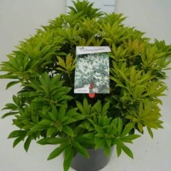 Rotsheide (Pieris Japonica 'Cupido') -Tuinplanten Winkel cupido c10 zij