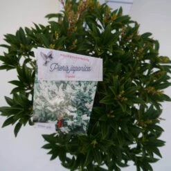 Rotsheide (Pieris Japonica 'Cupido') -Tuinplanten Winkel cupido c3 boven