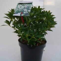 Rotsheide (Pieris Japonica 'Cupido') -Tuinplanten Winkel cupido c3 voor