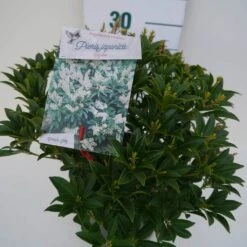 Rotsheide (Pieris Japonica 'Cupido') -Tuinplanten Winkel cupido c3 zij
