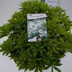 Rotsheide (Pieris Japonica 'Cupido') -Tuinplanten Winkel cupido c5 boven