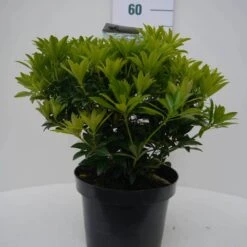 Rotsheide (Pieris Japonica 'Cupido') -Tuinplanten Winkel cupido c5 voor