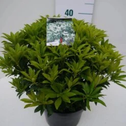 Rotsheide (Pieris Japonica 'Cupido') -Tuinplanten Winkel cupido c5 zij