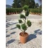 Groene Conifeer Als Pompon (Cupressocyparis Leylandii) -Tuinplanten Winkel cuppressocyparis leylandii lv14 pompons