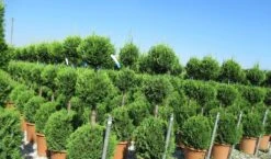 Cupressocyparis, Triobol (Cupressocyparis Leylandii 'Castlewellan Gold') -Tuinplanten Winkel cuppressocyparis triobol