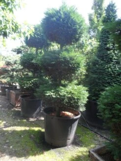 Cupressocyparis, Triobol (Cupressocyparis Leylandii 'Castlewellan Gold') -Tuinplanten Winkel cupressocyparis leylandii 250 300 triobol c500