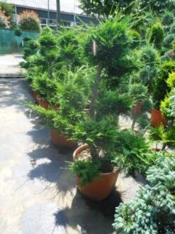 Cupressocyparis Als Pompon (Cupressocyparis Leylandii 'Castlewellan Gold' ) -Tuinplanten Winkel cupressocyparis leylandii bonsai 100 125 c70