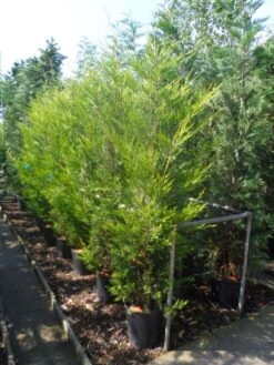 Haagconifeer (Cupressocyparis Leylandii 'Castlewellan Gold' ) -Tuinplanten Winkel cupressocyparis leylandii castlewellan gold 175 200 c25