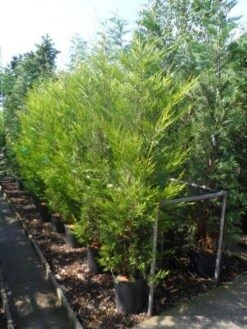 Haagconifeer (Cupressocyparis Leylandii 'Castlewellan Gold' ) -Tuinplanten Winkel cupressocyparis leylandii castlewellan gold 175 200 c25 1