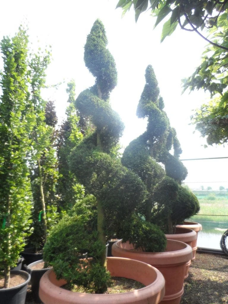 Leylandii Als Spiraal (Cupressocyparis Leylandii) 4 Leylandii Als Spiraal (Cupressocyparis Leylandii) - Afbeelding 2