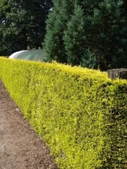 Gele Haagconifeer (Cupressocyparis Leylandii 'Gold Rider') -Tuinplanten Winkel cupressocyparis leylandii gold rider