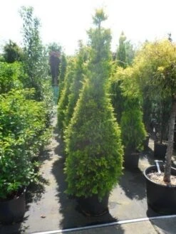 Gele Haagconifeer (Cupressocyparis Leylandii 'Gold Rider') -Tuinplanten Winkel cupressocyparis leylandii goldrider 175 200 1