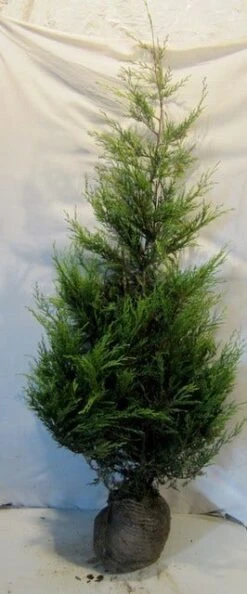 Haagconifeer (Cupressocyparis Leylandii 'Castlewellan Gold' ) -Tuinplanten Winkel cupressulcastlewgold150 175