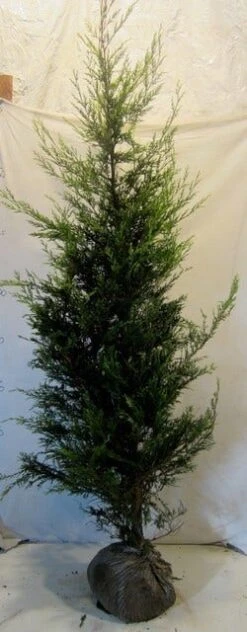 Haagconifeer (Cupressocyparis Leylandii 'Castlewellan Gold' ) -Tuinplanten Winkel cupressulcastlewgold175 200