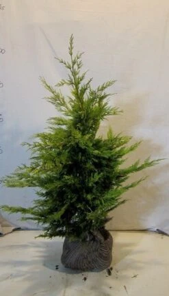 Gele Haagconifeer (Cupressocyparis Leylandii 'Gold Rider') -Tuinplanten Winkel cupressulgoldrider080 100