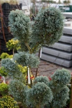 Cipres Als Pompon (Cupressus Arizonica 'Glauca') 11 Cipres Als Pompon (Cupressus Arizonica 'Glauca') -Tuinplanten Winkel cupressus arizonica glauca bonsai lm01