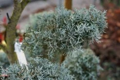 Cipres Als Pompon (Cupressus Arizonica 'Glauca') 9 Cipres Als Pompon (Cupressus Arizonica 'Glauca') -Tuinplanten Winkel cupressus arizonica glauca bonsai lm02