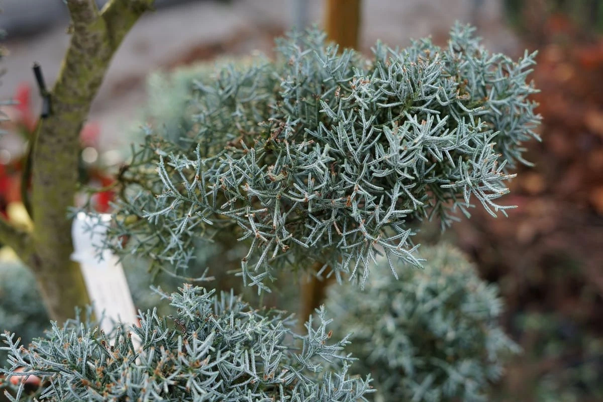 Cipres Als Pompon (Cupressus Arizonica 'Glauca') 5 Cipres Als Pompon (Cupressus Arizonica 'Glauca') - Afbeelding 3