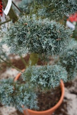 Cipres Als Pompon (Cupressus Arizonica 'Glauca') 10 Cipres Als Pompon (Cupressus Arizonica 'Glauca') -Tuinplanten Winkel cupressus arizonica glauca bonsai lm03
