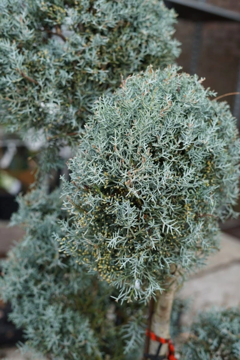 Cipres Als Pompon (Cupressus Arizonica 'Glauca') 4 Cipres Als Pompon (Cupressus Arizonica 'Glauca') - Afbeelding 2